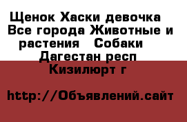 Щенок Хаски девочка - Все города Животные и растения » Собаки   . Дагестан респ.,Кизилюрт г.